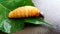 Sago worm, larvae from the red palm weevil on green leaf