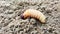 Sago worm, larvae from the red palm weevil on soil