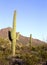 Saguaro