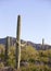 Saguaro