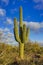 Saguaro