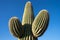 Saguaro against the blue sky
