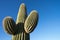Saguaro against the blue sky in the desert of sonora
