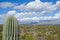 Saguaro Against Snow Covered Mountains