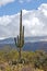 Saguaro Against Snow Covered Mountains