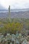 Saguaro Against Snow Covered Mountains