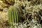 Saguaro barrel cactus with native plants in the sabino national park in the hills and cliffs of tuscon arizona in sunlight