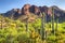 Saguaro Bloom