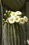 Saguaro Blooming