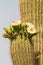 Saguaro Blooming