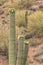 Saguaro Blooming in the Desert