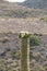 Saguaro Blooming in Spring