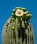 Saguaro blossom