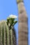 Saguaro Blossom