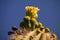 Saguaro Blossom