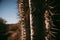 Saguaro Cacti In Arizona