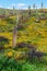 Saguaro Cacti and California Poppies in Arizona Spring. Blooming Desert