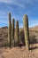 Saguaro cacti, Canegiea gigantea, in Saguaro National Park.