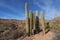 Saguaro cacti, Canegiea gigantea, in Saguaro National Park.
