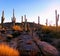 Saguaro Cacti in Granite Garden