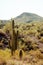 Saguaro Cacti on hillside in sanoran desert US