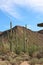 Saguaro cacti, Ocotillo and Creosote bushes in a desert landscape in Saguaro National Park, Arizona