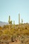 Saguaro Cacti in sanoran desert US