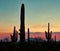 Saguaro Cacti silhouetted at Sunset in the Southwest