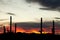 Saguaro Cacti Sonoran Desert Sunset