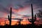 Saguaro Cacti Sonoran Desert Sunset Saguaro NP AZ