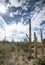 Saguaro cacti in southern Arizona desert