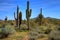 Saguaro Cacti in Spring