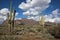 Saguaro Cacti and the Superstitions