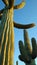 Saguaro Cacti - Vertical Panorama