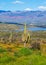 Saguaro Cacti and Wildflowers by Arizona Desert Lake in the Spring