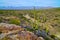 Saguaro cactues growing above Monument Wash with view of Tucson in the the distance at Saguaro National Park (East), Tucson