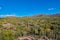 Saguaro Cactues growing in a valley at Saguaro National Park, Tucson Arizona