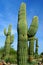 Saguaro cactus