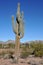 Saguaro Cactus