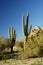 Saguaro Cactus 3