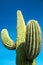 Saguaro Cactus