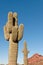 Saguaro Cactus