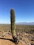 Saguaro cactus