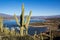 Saguaro cactus above Roosevelt lake
