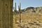 Saguaro Cactus against desert landscape