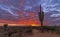 Saguaro Cactus Along A Desert Hiking Trail At Sunrise