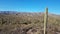 Saguaro cactus in Arizona