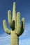 Saguaro Cactus at Arizona Desert