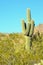 Saguaro Cactus (Arizona Desert)