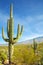 Saguaro Cactus at Arizona Desert